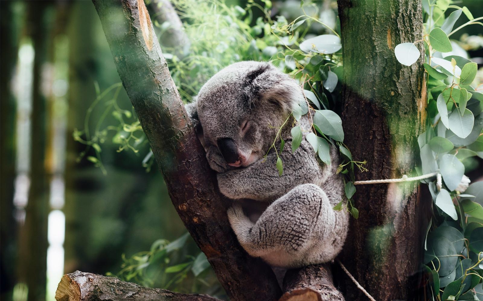 Koala Ouwehands Dierenpark